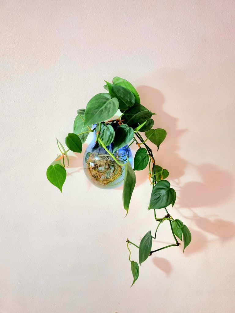 wall flower