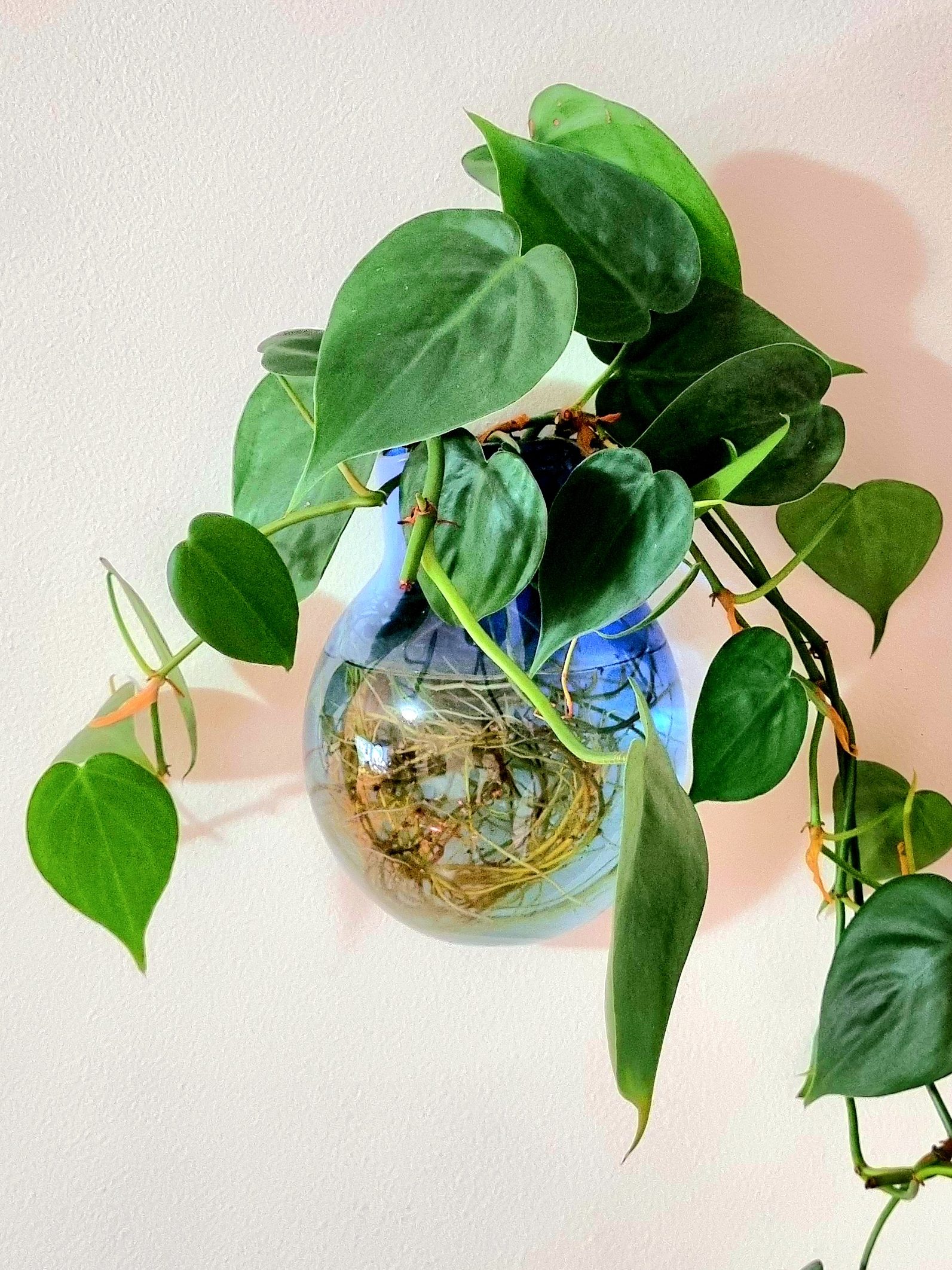 wall flower
