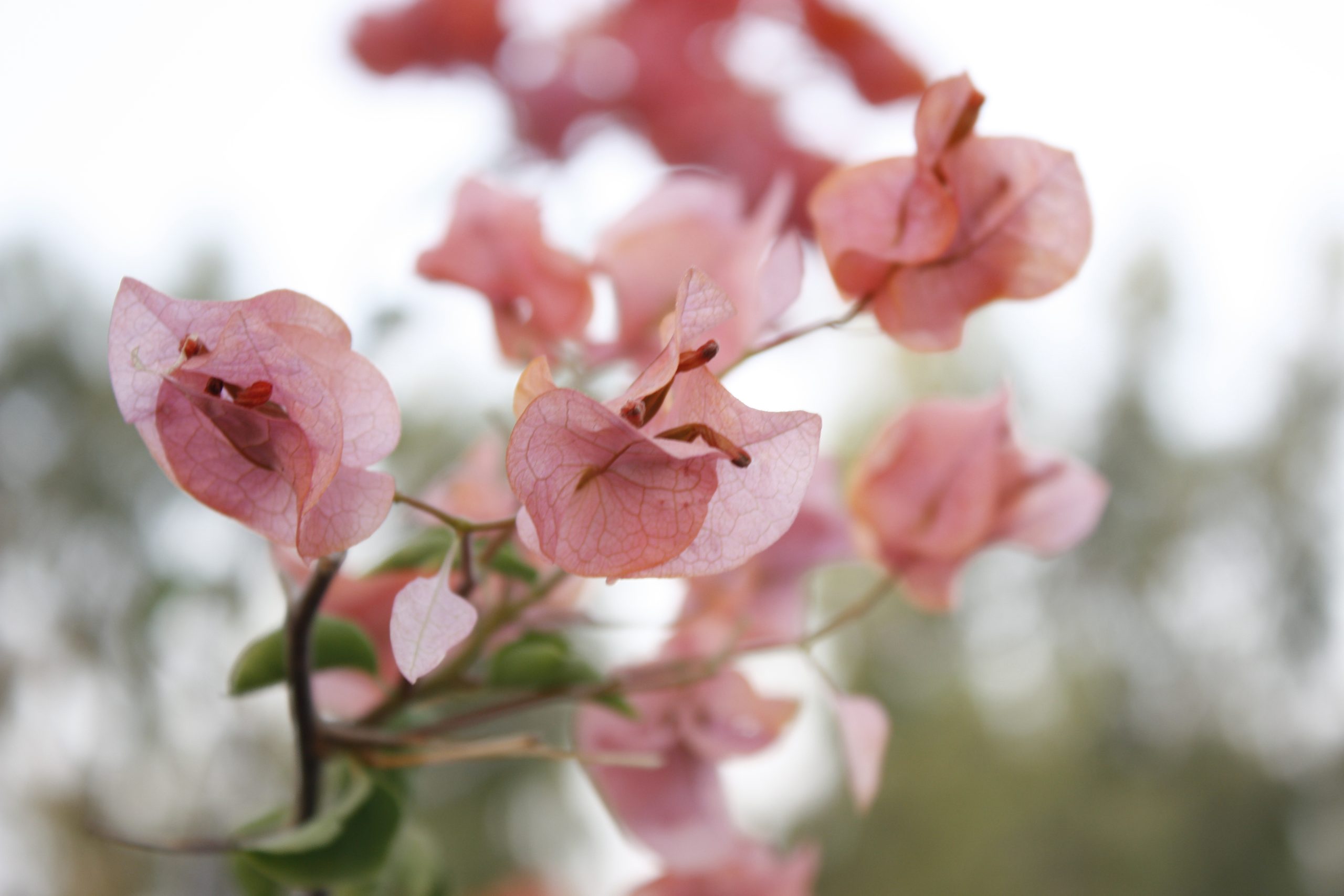 flowers many