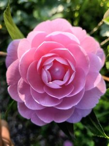 relationship difficulties psychologist melbourne